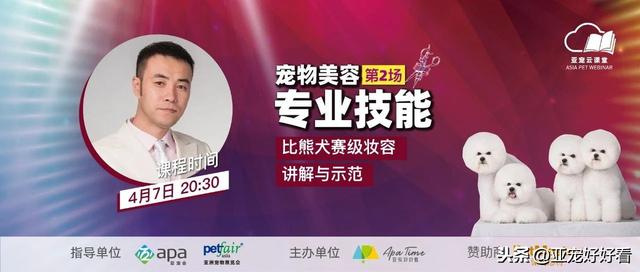 亚宠云课堂|为什么张凯老师的比熊犬妆容修剪是赛级妆容讲解示范
