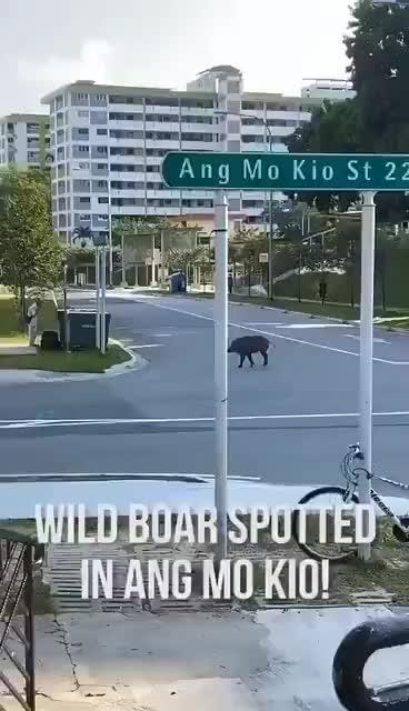 新加坡街头野猪逛街，动物们，也不要乱出去啊，会被罚款哒！