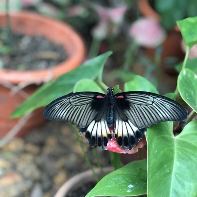 速速收下这份新加坡亲子游小众玩法攻略   新加坡旅游5天4晚自由行，赠团签签证，还能升级金沙or圣淘沙酒店，北京或上海出发全程新加坡航空。 新加坡有沙滩、动物园、环球影城、海洋馆、水上乐园、日间夜间动