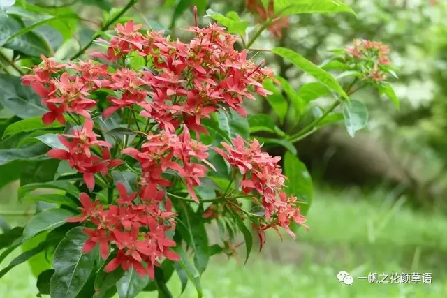 流星火焰花（Carphalea kirondron）