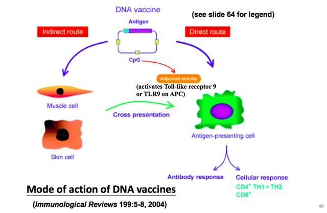 金冬雁：前6种人类冠状病毒和HIV研究带来的抗击新冠思路