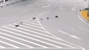 人类“消失”2个月，城市安静了，动物的世界却沸腾了！