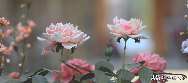 丰顺埔寨纸花：似花而非花，巧手夺造化