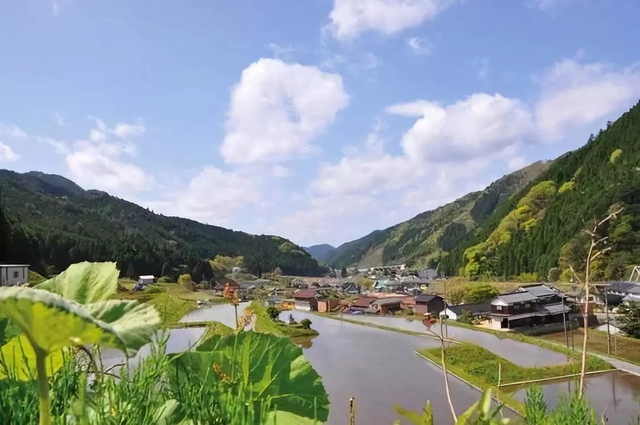 一片森林拯救整个乡村，日本西粟仓村是如何做到的？