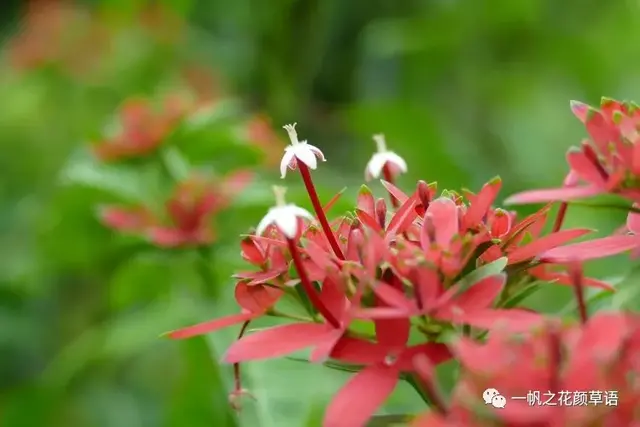 流星火焰花（Carphalea kirondron）