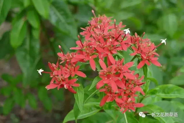 流星火焰花（Carphalea kirondron）