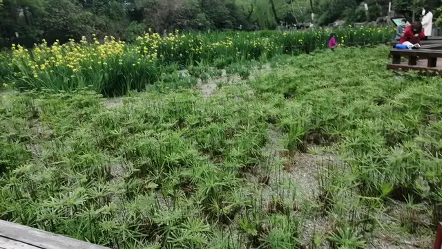 一个干涸的水池，终于看到了新加坡的鱼身狮子头像。