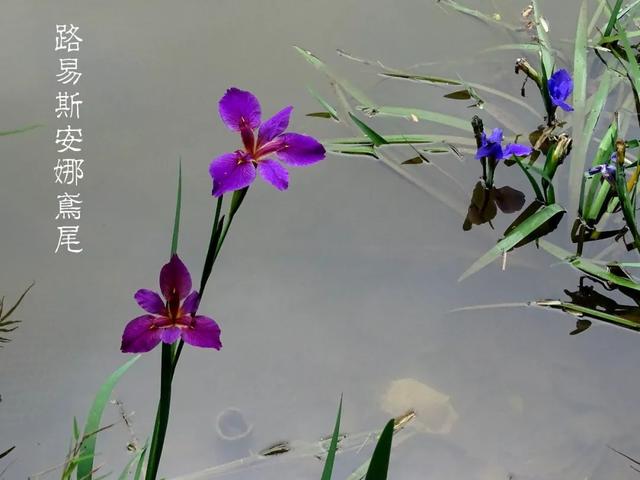 又是一年鸢尾季，美如彩虹女神，一口气认识身边最常见的鸢尾品种