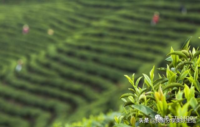 茶二给茶一个年轻的机会