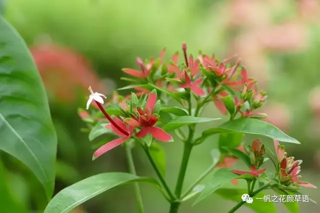 流星火焰花（Carphalea kirondron）