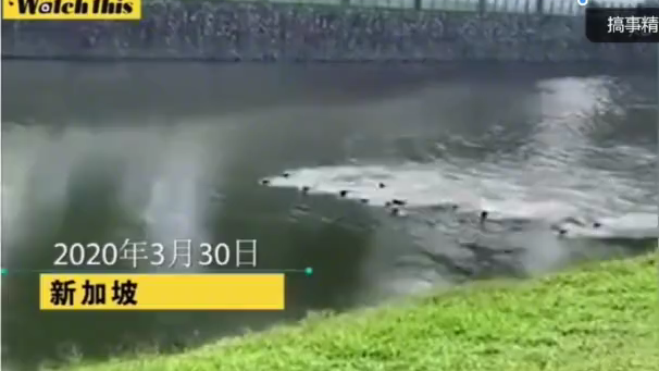 不服来战  2020年3月30日 新加坡！