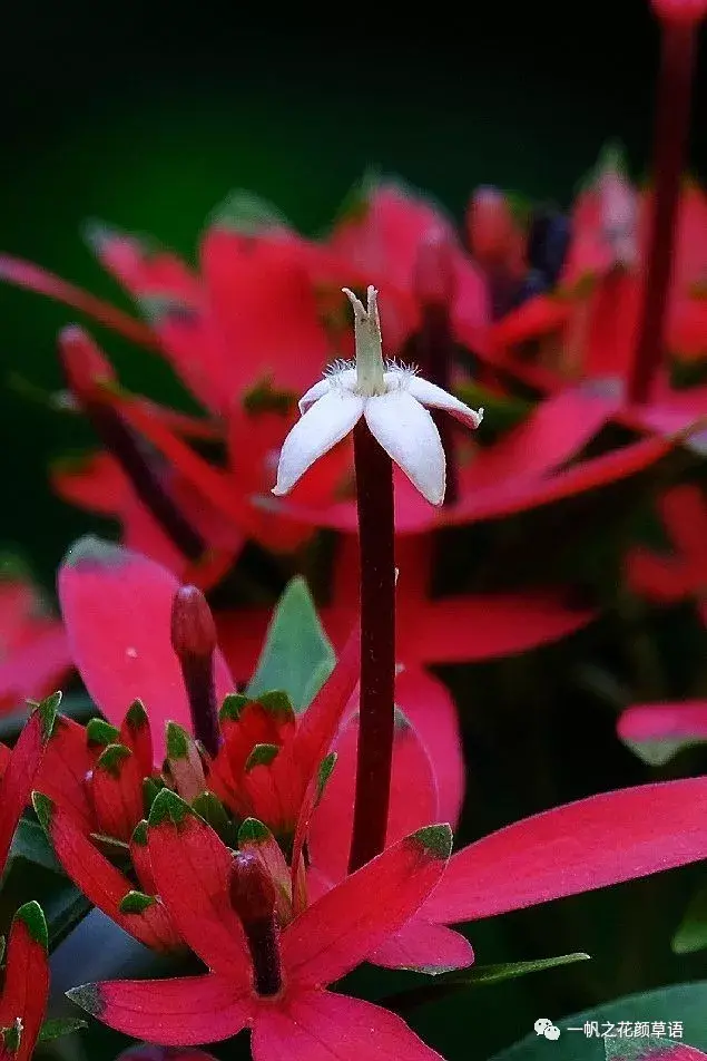 流星火焰花（Carphalea kirondron）