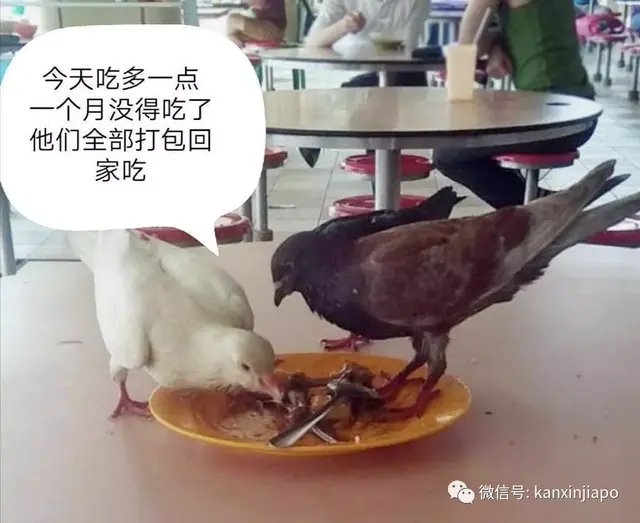 新加坡小鸟面临严重食物短缺：你们不去巴刹了，我吃啥？