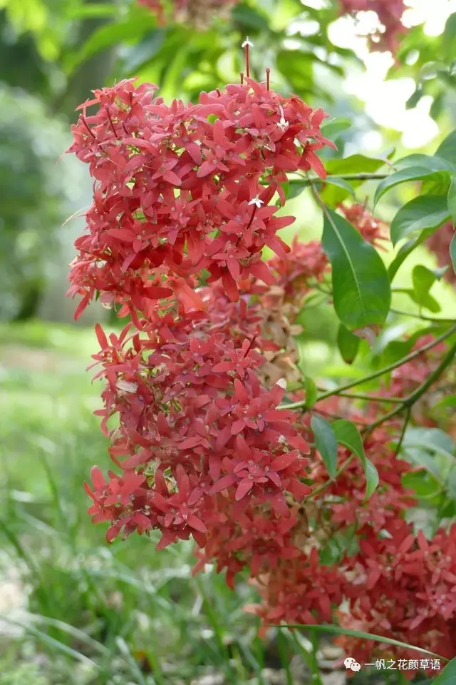 流星火焰花（Carphalea kirondron）