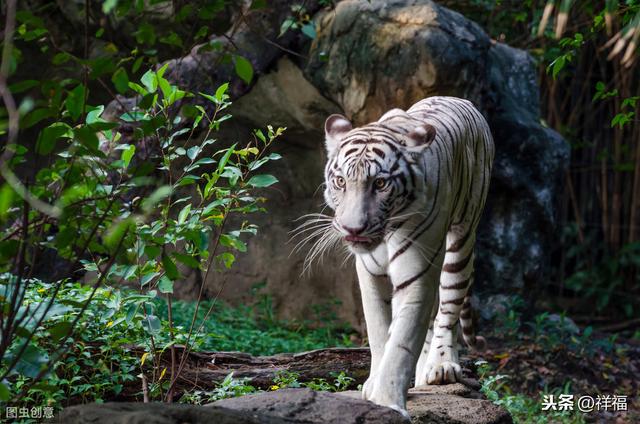 孟加拉虎Bengal Tiger