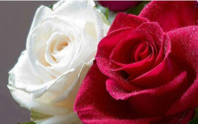 《红玫瑰与白玫瑰》：得不到的永远在骚动，被偏爱的有恃无恐