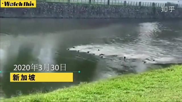 疫情尚未结束，新加坡两大“黑帮”激烈野战！