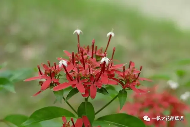流星火焰花（Carphalea kirondron）