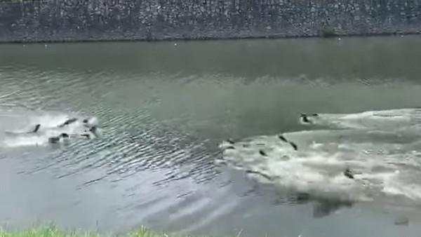 来输赢啊！22只水獭两边叫嚣逼近