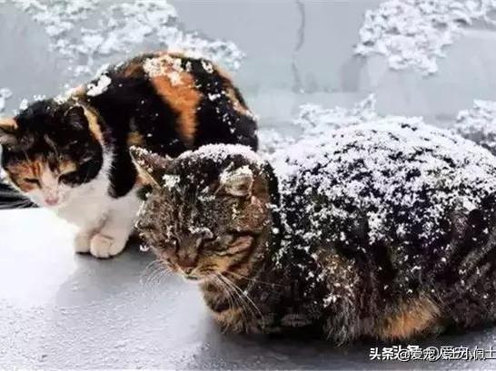 从流浪猫的三种猫生，我看清楚了三种不同的人性