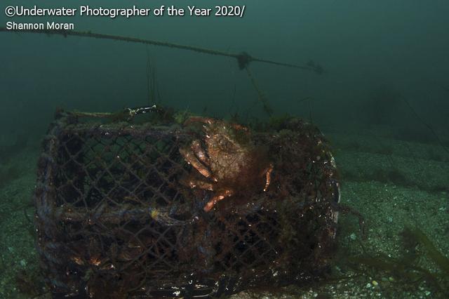 探索海底秘境！2020 年度水下摄影大赛获奖作品集