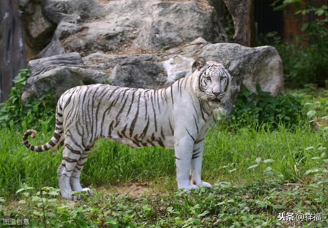 孟加拉虎Bengal Tiger