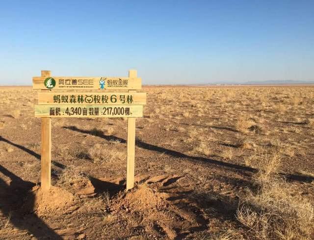 花“天价”打造的蚂蚁森林，还在种树吗？曾经的沙漠如今啥样了？