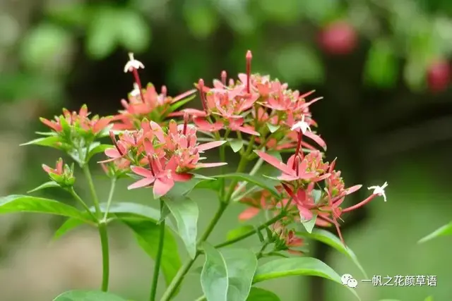 流星火焰花（Carphalea kirondron）