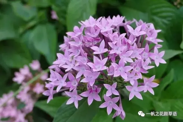 流星火焰花（Carphalea kirondron）