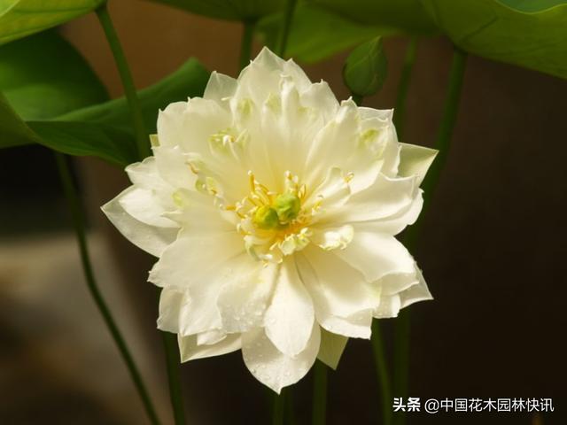 新加坡爱莲者育成荷花新品种