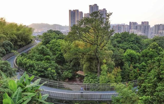 中国最美步道，由新加坡设计师设计，漫步城市森林上空幸福感极强