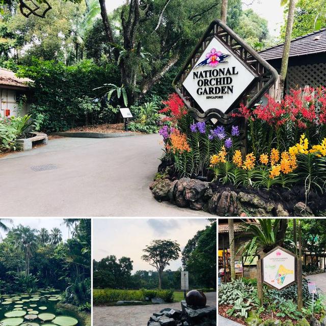 前往住处附近，建成于1859年，并被联合国列入为世界文化遗产的新加坡植物园参观。 园内除了有不同型的花卉外，在早期也培育了许多在本地和区域具重大经济价值的植物，比如第一任园长Henry Ridley从