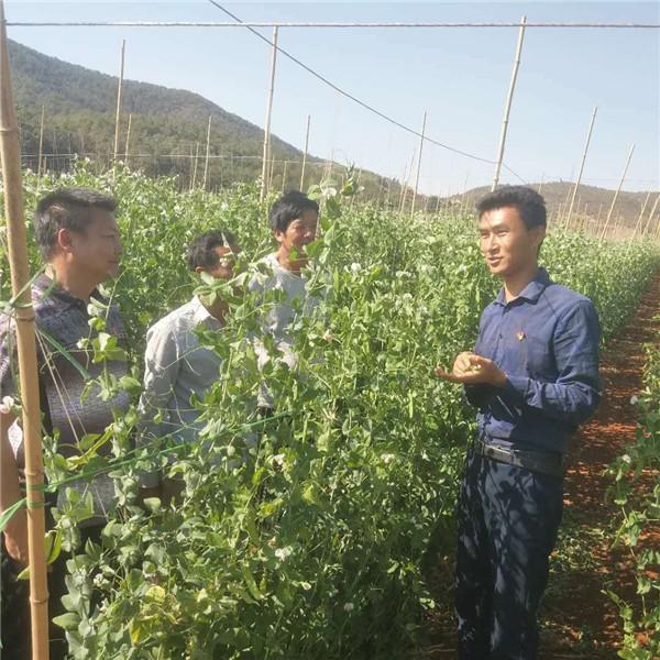 攀枝花市仁和区大龙潭乡干坝子村：100亩荷兰豆，潇洒出国门