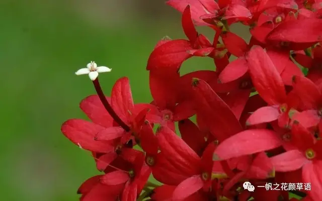 流星火焰花（Carphalea kirondron）