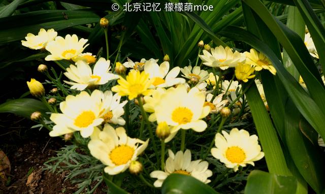 北京这地植物超三千种，花能开到5月名字古怪，门票只要5块