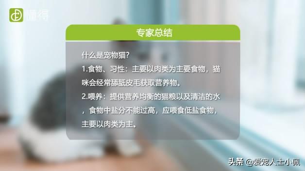 从流浪猫的三种猫生，我看清楚了三种不同的人性