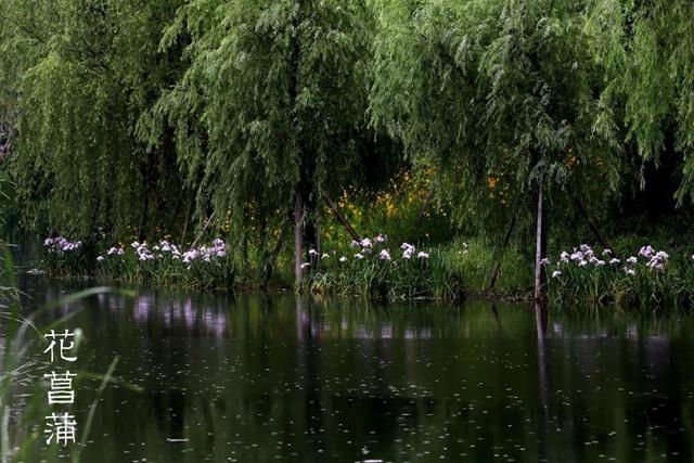 又是一年鸢尾季，美如彩虹女神，一口气认识身边最常见的鸢尾品种