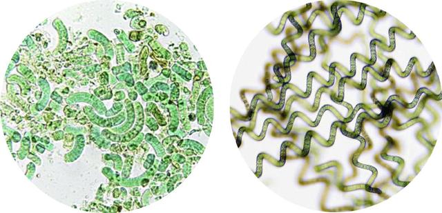 鲜活螺旋藻风靡欧美 专家：未经加工的鲜活螺旋藻远超加工后产品