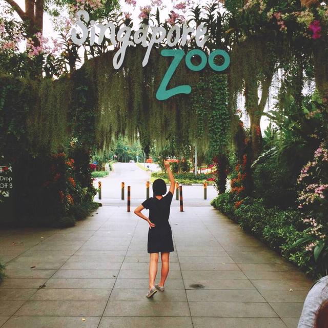新加坡动物园与冰室（是的这里不叫温室叫冰室）  在新加坡圆了我动物园的梦 也打卡了网红夜间动物园 晚上穿行在黑暗的雨林 昏暗的灯光下近距离看到动物们悠然自得 伸出手几乎都能碰到鹿的耳朵～为什么没有照片