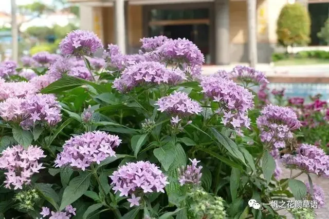 流星火焰花（Carphalea kirondron）