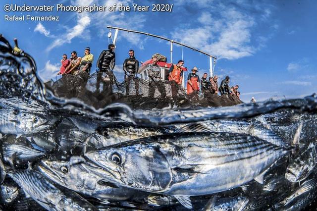 探索海底秘境！2020 年度水下摄影大赛获奖作品集