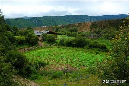 外企高材生放弃高薪离职回家种生菜成为“亚洲第一”年入4.8亿！