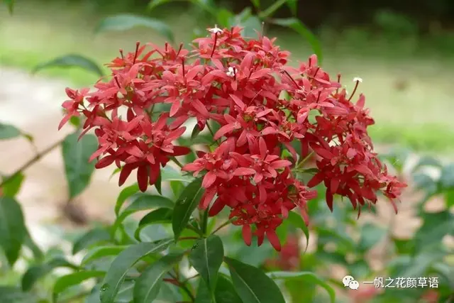 流星火焰花（Carphalea kirondron）