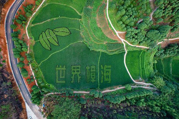 樟油价格遭遇滑铁卢，50一斤直接跌破30，宜宾樟油行业或该深思了