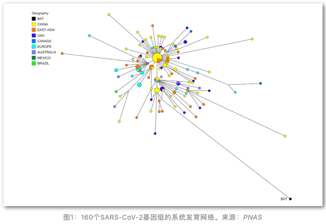 新冠病毒源自哪里？基因组分析显示：美国流行原始类型