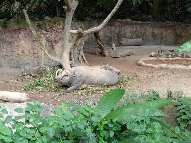 新加坡动物园神奇动物