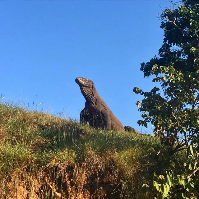 徒步林卡岛，这里才是科莫多龙最密集的地方，为争交配权大打出手