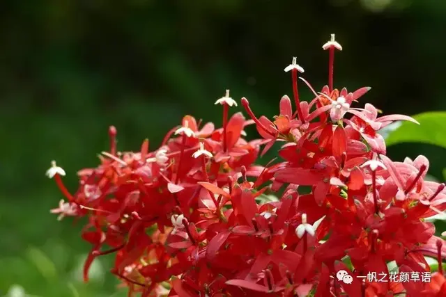 流星火焰花（Carphalea kirondron）