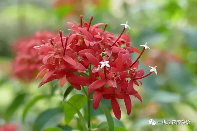 流星火焰花（Carphalea kirondron）