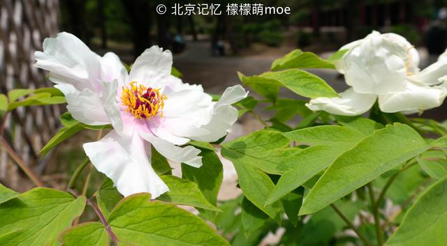 北京这地植物超三千种，花能开到5月名字古怪，门票只要5块